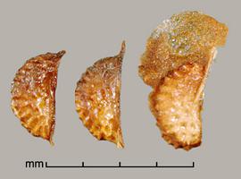  Rubus moluccanus.  True seeds with granular transparent fruit material. Photo by Julia Scher, USDA-APHIS-PPQ.