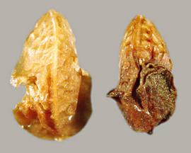  Rubus ulmifolius.  True seeds that are covered with dried fruit material. Photo by Julia Scher, USDA-APHIS-PPQ.
