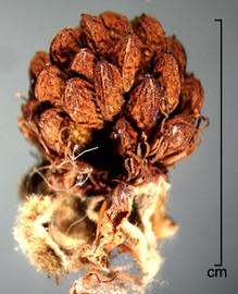  Rubus vulgaris.  Seed covered in dried fruit material. Photo by Julia Scher, USDA-APHIS-PPQ.