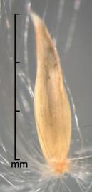  Saccharum officinarum.  Spikelets with a rachis segment and pedicel present. Photo by Julia Scher, USDA-APHIS-PPQ.