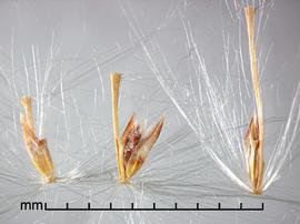  Saccharum spontaneum.  Spikelets with many long silky hairs attached to the unit base. Photo by Julia Scher, USDA-APHIS-PPQ.
