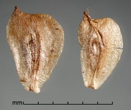  Sagittaria sagitifolia.  Achene with a longitudinal groove on each side. Photo by Julia Scher, USDA-APHIS-PPQ.