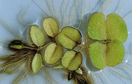  Salvinia molesta . Photo by Julia Scher, USDA-APHIS-PPQ.