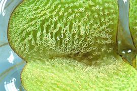  Salvinia molesta . Photo by Julia Scher, USDA-APHIS-PPQ.