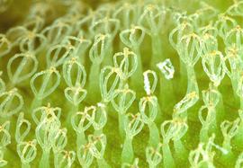  Salvinia molesta . Photo by Julia Scher, USDA-APHIS-PPQ.