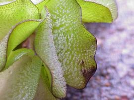  Salvinia molesta . Photo by Julia Scher, USDA-APHIS-PPQ.