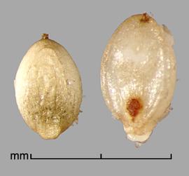  Setaria pumila  ssp.  pallidefusca.  Florets with shiny margins of the palea that are covered by the lemma. Photo by Julia Scher, USDA-APHIS-PPQ.