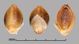  Setaria pumila  ssp.  pumila.  Florets with Glumes present, second glume half the length of the lemma. Photo by Julia Scher, USDA-APHIS-PPQ.