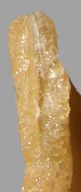  Solanum tampicense.  True seeds that are reticulate. Photo by Julia Scher, USDA-APHIS-PPQ.