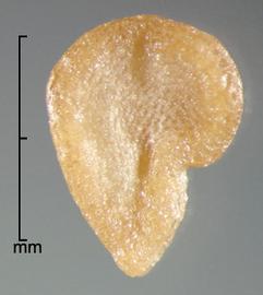  Solanum tampicense.  True seeds with the shape often modified by an exaggerated hilum margin. Photo by Julia Scher, USDA-APHIS-PPQ.