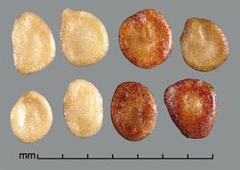 Solanum torvum.  True seeds with a hilum that is in line with the margin are slightly below. Photo by Julia Scher, USDA-APHIS-PPQ.