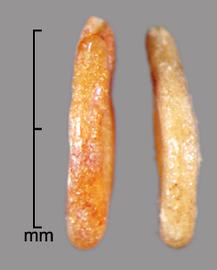  Solanum torvum.  True seeds with a hilum that is in line with the margin are slightly below. Photo by Julia Scher, USDA-APHIS-PPQ.