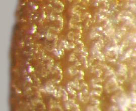  Solanum torvum.  True seeds with a present reticulum, but at various intensities. Photo by Julia Scher, USDA-APHIS-PPQ.