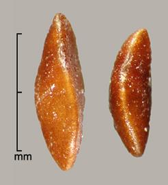  Solanum viarum.  True seeds with an exceptionally textured reticulum. Photo by Julia Scher, USDA-APHIS-PPQ.