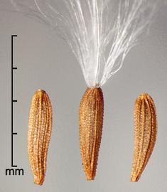  Sonchus oleraceus.  Achenes with about four longitudinal ribs, with line width and interspaces about equal. Photo by Julia Scher, USDA-APHIS-PPQ.