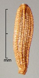  Sonchus oleraceus.  Achenes that are yellow to brown in color. Photo by Julia Scher, USDA-APHIS-PPQ.