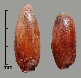  Sorghum × almum.  Spikelets with a pedicel and rachis segment that are a mixture of fractured and intact. Photo by Julia Scher, USDA-APHIS-PPQ.