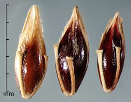  Sorghum halepense.  Spikelets with an intact rachis segment and pedicel and smooth spikelet base. Photo by Julia Scher, USDA-APHIS-PPQ.