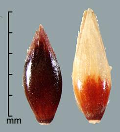  Sorghum halepense.  Spikelets with a caryopsis with a rounded apex. Photo by Julia Scher, USDA-APHIS-PPQ.