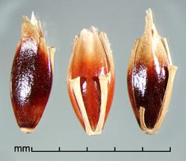  Sorghum halepense.  Spikelets with the separation between spikelets by a clean disarticulation at the bases, leaving no fragments. Photo by Julia Scher, USDA-APHIS-PPQ.