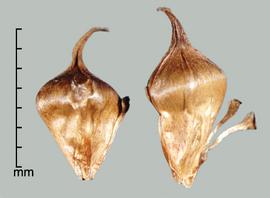  Sparganium erectum.  Achenes with straplike appendages from the base. Photo by Julia Scher, USDA-APHIS-PPQ.