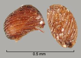  Striga aspera.  True seeds with the hilum on the narrow end. Photo by Julia Scher, USDA-APHIS-PPQ.