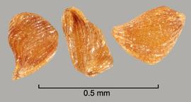  Striga angustifolia . True seeds with the hilum on the narrow end. Photo by Julia Scher, USDA-APHIS-PPQ.