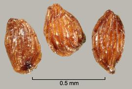  Striga forbesii.  True seeds with ridges that are large and finely tuberculate on ridge rims. Photo by Julia Scher, USDA-APHIS-PPQ.