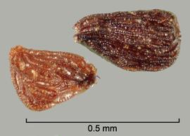  Striga gesnerioides.  True seeds that have tuberculate ridges. Photo by Julia Scher, USDA-APHIS-PPQ.