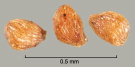  Striga asiatica . Small true seeds with many lumpy rows or are tuberculate. Photo by Julia Scher, USDA-APHIS-PPQ.