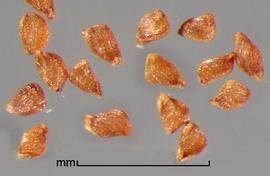  Striga angustifolia . True seeds with the hilum on the narrow end. Photo by Julia Scher, USDA-APHIS-PPQ.