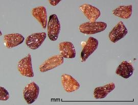  Striga gesnerioides.  True seeds that have tuberculate ridges. Photo by Julia Scher, USDA-APHIS-PPQ.