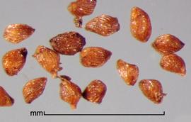  Striga asiatica . Small true seeds with detailed markings. Photo by Julia Scher, USDA-APHIS-PPQ.