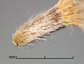  Tridax procumbens . Achenes and pappus thar are both hairy. Photo by Julia Scher, USDA-APHIS-PPQ.