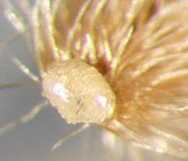  Tridax procumbens .  Obovate achene with pappus shaft covered in hairs. Photo by Julia Scher, USDA-APHIS-PPQ.