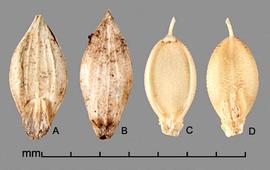  Urochloa panicoides.  Spikelet with a caryopsis that is slightly translucent. Photo by Julia Scher, USDA-APHIS-PPQ.