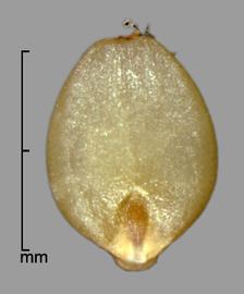  Urochloa panicoides.  Spikelet with a caryopsis that is slightly translucent. Photo by Julia Scher, USDA-APHIS-PPQ.