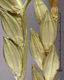  Urochloa panicoides.  The unit is found in spikelet and floret form. Photo by Julia Scher, USDA-APHIS-PPQ.