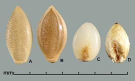  Urochloa texana.  Spikelet where the palea is transversely rough between its margin ridges and shiny smooth outside the ridges. Photo by Julia Scher, USDA-APHIS-PPQ.