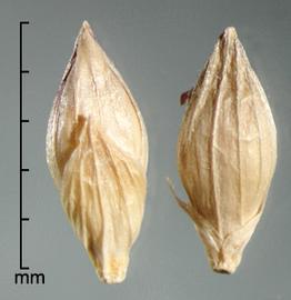 Urochloa texana.  Spikelet where the palea is transversely rough between its margin ridges and shiny smooth outside the ridges. Photo by Julia Scher, USDA-APHIS-PPQ.