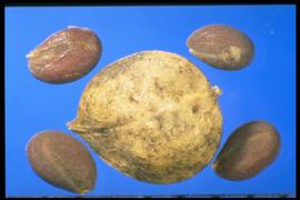  Cardaria pubescens.  Seeds with ball-shaped siliques. 