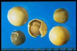  Crambe hispanica.  The silicle is spherical and contains one seed, which is also spherical. The silicle is yellow, and the seed is black. 