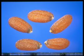  Descurainia pinnata.  Seeds with longitudinal rows of small tubercles. 