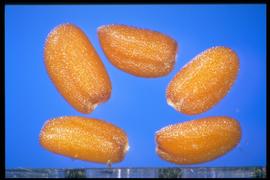  Descurainia sophia.  Yellowish-brown seeds with a longitudinal groove between the lobes. 