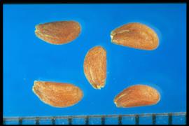  Lepidium sativum.  Seeds with a curved radicle margin. 