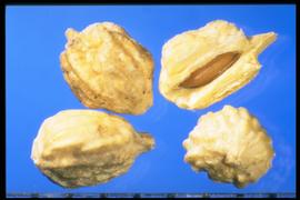  Rapistrum rugosum.  Light brown seed in a silicle. 