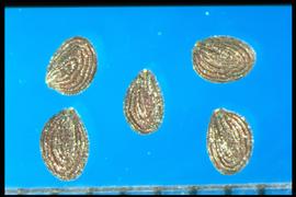  Thlaspi arvense.  True seeds with four to five concentric ridges on each side. 