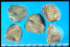  Agrostemma githago.  Wedge compressed, tuberculate true seeds. 