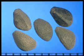  Convolvulus arvensis . Seeds are covered with tuberculate, wavy lines or points. 