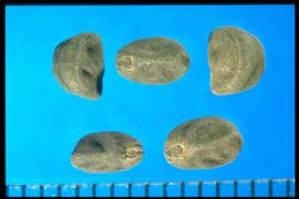  Ipomoea purpurea . Grayish-black seeds. 